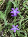 Alabama Purple Wildflower - Venus Looking Glass