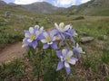 Wildflower on Handies Peak