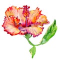 Wildflower hibiscus flower in a watercolor style isolated.