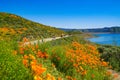 Wildflower Hiking Trail With Beautiful Poppy Superbloom