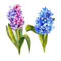 Wildflower hyacinth flower in a watercolor style isolated.
