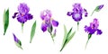 Wildflower iris flower in a watercolor style isolated.