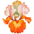 Wildflower iris flower in a watercolor style isolated.