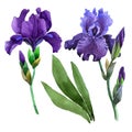 Wildflower iris flower in a watercolor style isolated.