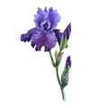 Wildflower iris flower in a watercolor style isolated.