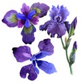 Wildflower iris flower in a watercolor style isolated.