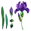 Wildflower iris flower in a watercolor style isolated.