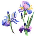 Wildflower iris flower in a watercolor style isolated.