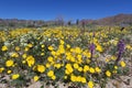 Wildflower in Joshua Tree National Park