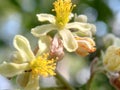 Wildflower (Kirillla in sinhalese) on defocused natural background. Royalty Free Stock Photo