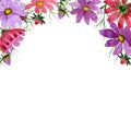 Wildflower kosmeya flower frame in a watercolor style isolated.