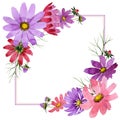 Wildflower kosmeya flower frame in a watercolor style isolated.