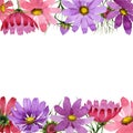 Wildflower kosmeya flower frame in a watercolor style isolated.