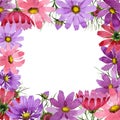 Wildflower kosmeya flower frame in a watercolor style isolated.