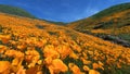 Wildflower in Lake Elsinore