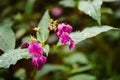 Wildflower Lamium Lamiaceae Royalty Free Stock Photo
