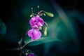 Wildflower Lamium Lamiaceae Royalty Free Stock Photo