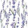 Wildflower lavander flower pattern in a watercolor style. Royalty Free Stock Photo