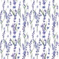 Wildflower lavander flower pattern in a watercolor style. Royalty Free Stock Photo