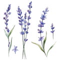 Wildflower lavander flower in a watercolor style isolated.