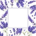 Wildflower lavender flower frame in a watercolor style isolated. Royalty Free Stock Photo