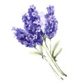 Wildflower lavender flower in a watercolor style isolated.