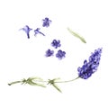 Wildflower lavender flower in a watercolor style isolated.