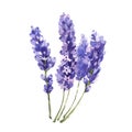 Wildflower lavender flower in a watercolor style isolated.