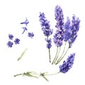 Wildflower lavender flower in a watercolor style isolated.