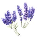 Wildflower lavender flower in a watercolor style isolated.