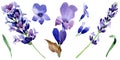 Wildflower lavender flower in a watercolor style isolated.