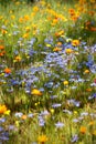 Wildflower meadow Royalty Free Stock Photo