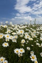 Wildflower Meadow