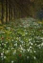 Wildflower meadow