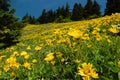 Wildflower Meadow