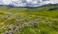 Wildflower meadow along Brush creek  near Crested Butte, Colorado Royalty Free Stock Photo