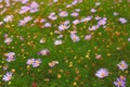 Herbal meadow with purple daisies, joyous summer season nature Royalty Free Stock Photo