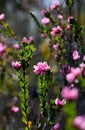 Wildflower meadow of backlit pink flowers of the Australian Native Rose, Boronia serrulata, family Rutaceae Royalty Free Stock Photo
