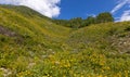 Wildflower meadow in Colorado rocky mountains at Brush Creek trail near Crested Butte Royalty Free Stock Photo