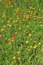 Wildflower meadow in Connaught Gardens