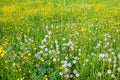 Wildflower meadow with faded dandelions that have turned into pustules, yellow buttercups and fresh grass