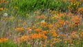 Wildflower meadow filled with orange Poppy flowers Royalty Free Stock Photo