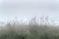 Wildflower meadow in the fog