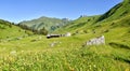 Wildflower meadow Gafiertal valley at springtime, swiss alps St Antonien Royalty Free Stock Photo
