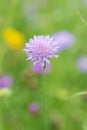 Wildflower meadow lilac flower of Field scabious Knautia arvensis