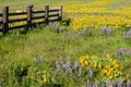 Wildflower meadow with native plants