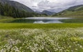 Wildflower meadow at Nicholson lake  in Colorado. Royalty Free Stock Photo