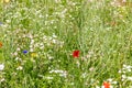 Wildflower meadow in the own garden, wild herbs and flowers for insects Royalty Free Stock Photo