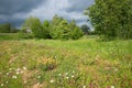 Wildflower meadow with pink carnation and marguerites, sunshine after dramatic thunderstorm