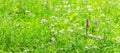 Wildflower meadow with pink fragant orchid in the Kaiserstuhl hills, Germany Royalty Free Stock Photo